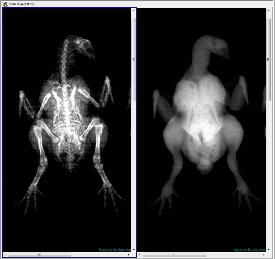 Dual-energy X-ray absorptiometry scan of a chicken showing skeleton and soft tissue